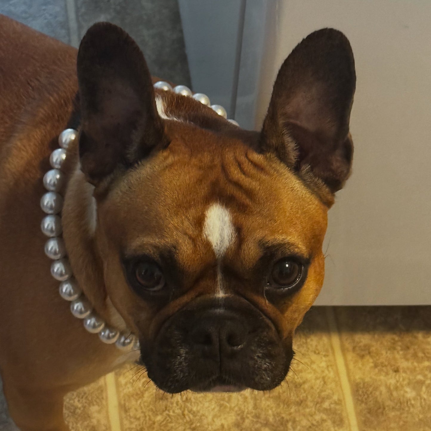 Dog wearing a pearl necklace on a tiled floor