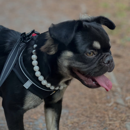 Black and brown dog wearing a harness and pearl necklace on a blurred background