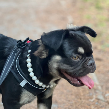 Black and brown dog wearing a pearl necklace and harness on a blurred background