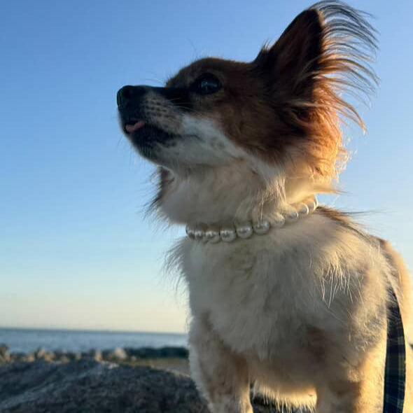 POPNCO acrylic bead, Acrylic Beads, Bead dog collar, beaded collar, Beaded dog collar, Breathable dog collar, cat collar, Comfortable Dog Collar, dog collar, Durable dog collar, Easy to clean dog collar, fashion collar, handmade, pearl collar, pearl necklace, Pet accessories, pet collar, pittie pearls, popnco, Popnco dog collar, slip on collar, Slip on dog collar, Stylish dog collar