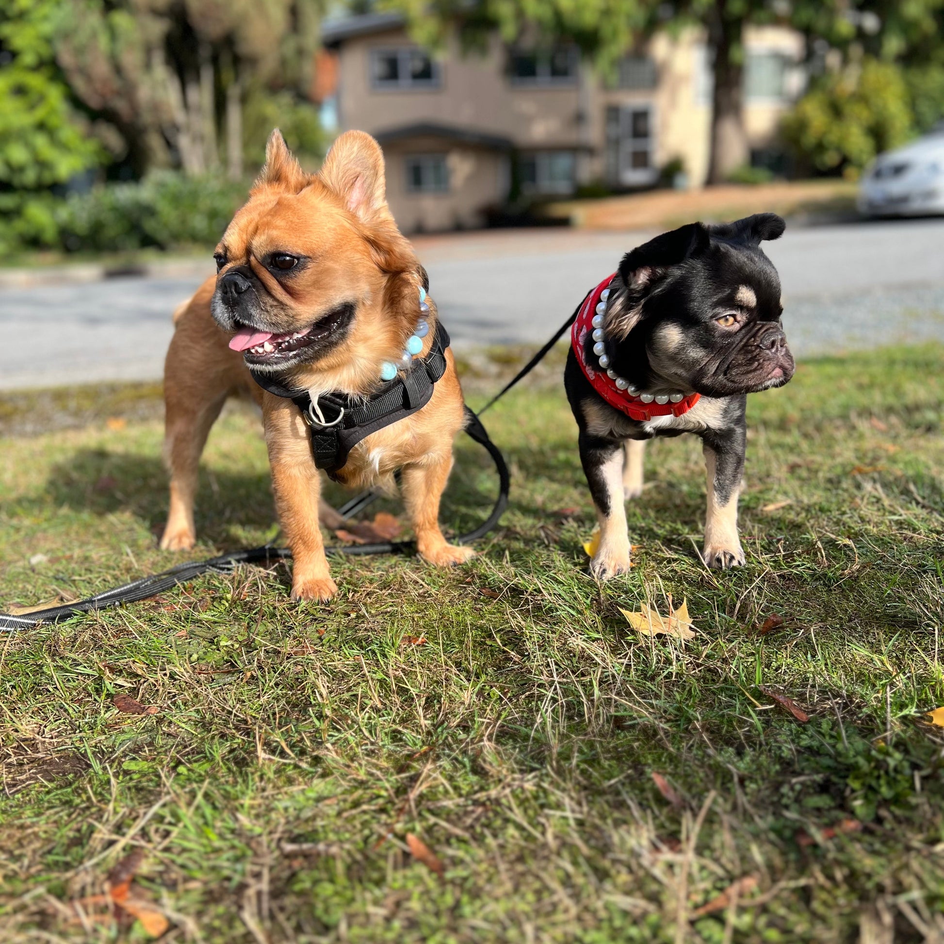 Two small dogs on leashes standing on grass with a residential area in the background.