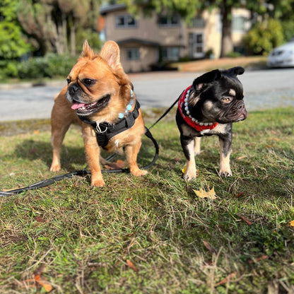 Two small dogs on leashes standing on grass with a residential area in the background.