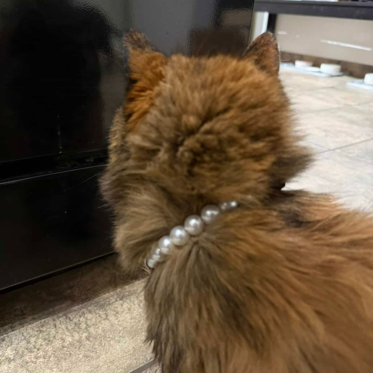 Cat wearing a pearl collar sitting on a tiled floor.