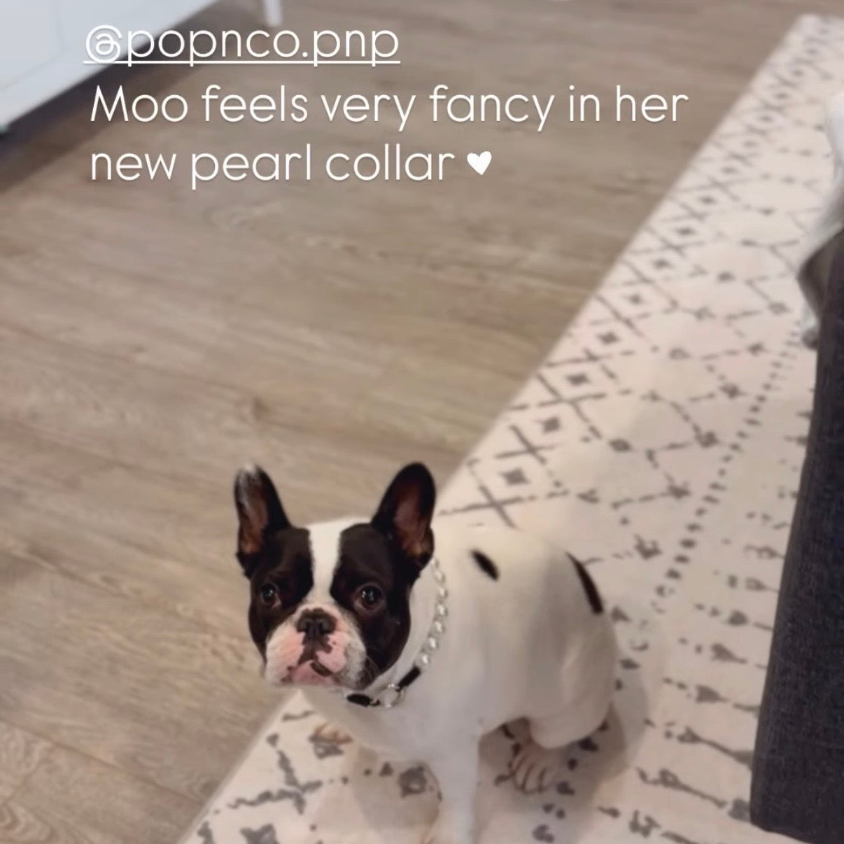 Dog wearing a pearl collar on a patterned rug