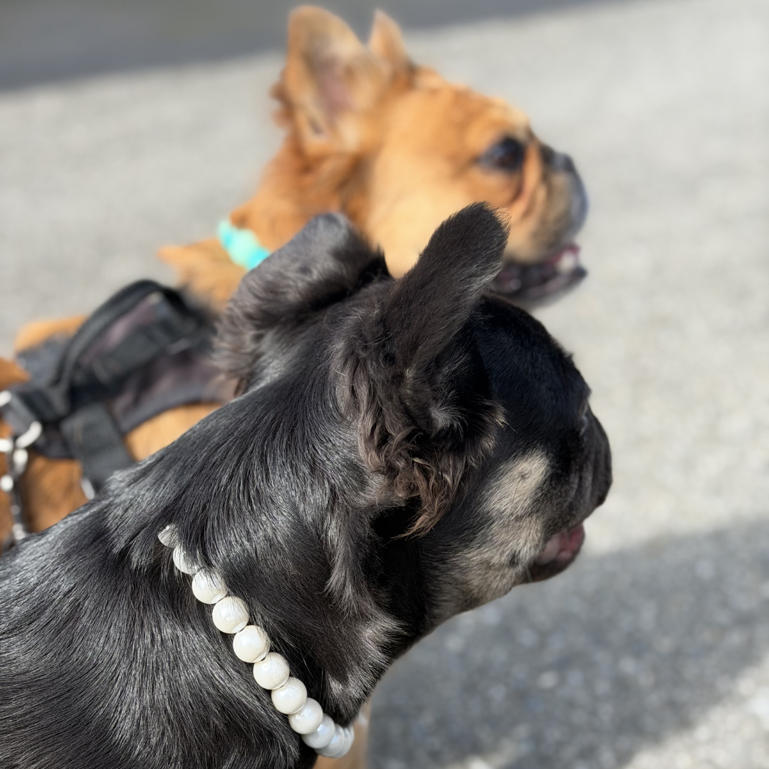 Two dogs, one black and one brown, on a leash with a blurred background.