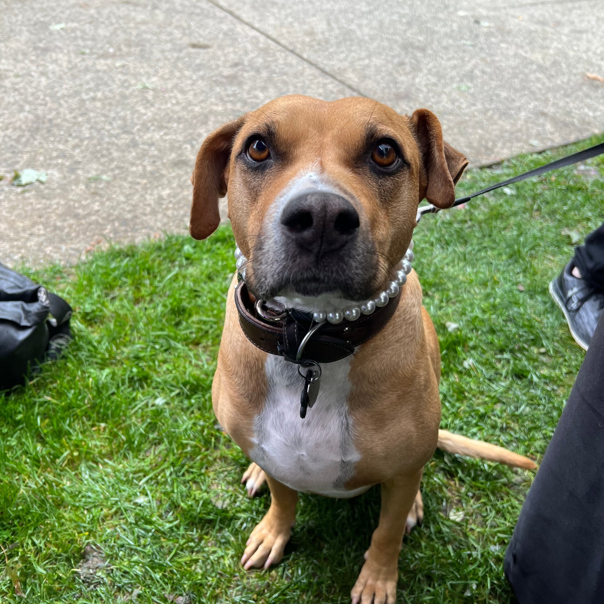 Dog on a leash standing on grass next to a sidewalk