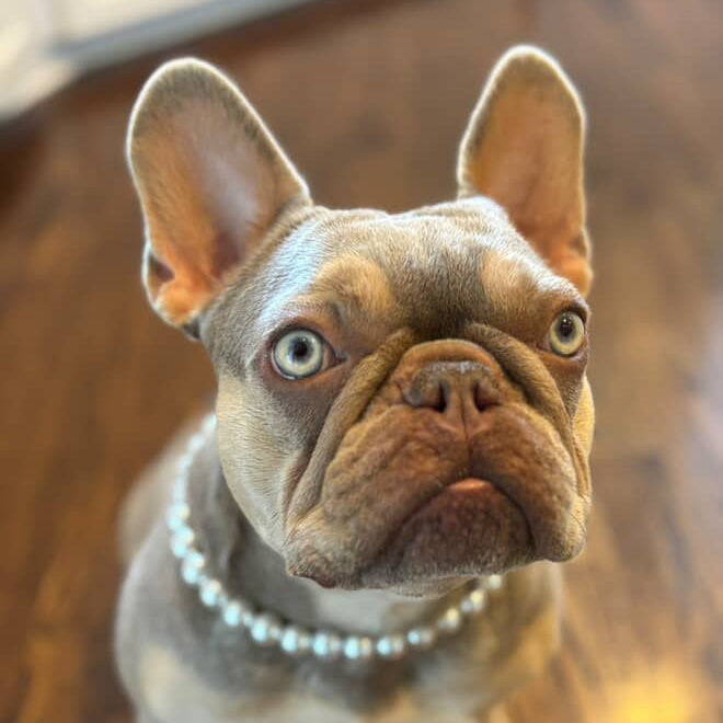 Dog wearing a pearl necklace on a wooden floor