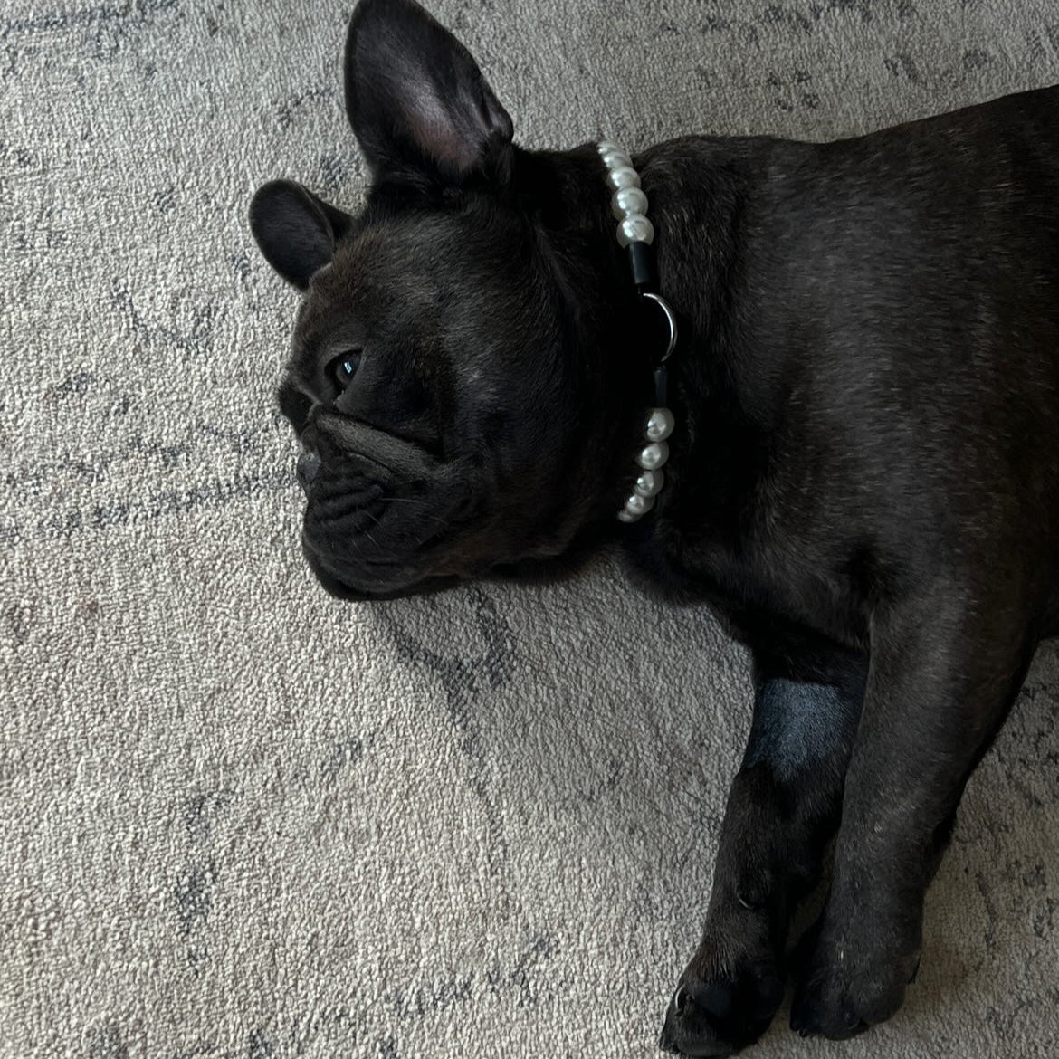 Black dog lying on a carpeted floor wearing a collar with beads. POPNCO acrylic bead, Acrylic Beads, Bead dog collar, beaded collar, Beaded dog collar, Breathable dog collar, cat collar, Comfortable Dog Collar, dog collar, Durable dog collar, Easy to clean dog collar, fashion collar, handmade, pearl collar, pearl necklace, Pet accessories, pet collar, pittie pearls, popnco, Popnco dog collar, slip on collar, Slip on dog collar, Stylish dog collar