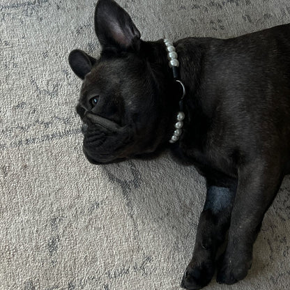 Black dog lying on a carpeted floor wearing a collar with beads. POPNCO acrylic bead, Acrylic Beads, Bead dog collar, beaded collar, Beaded dog collar, Breathable dog collar, cat collar, Comfortable Dog Collar, dog collar, Durable dog collar, Easy to clean dog collar, fashion collar, handmade, pearl collar, pearl necklace, Pet accessories, pet collar, pittie pearls, popnco, Popnco dog collar, slip on collar, Slip on dog collar, Stylish dog collar