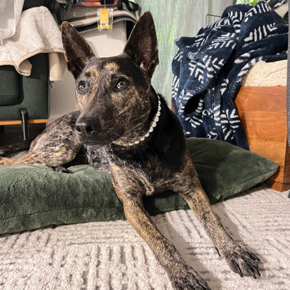 Dog lying on a green pillow in a home setting with furniture and decor.