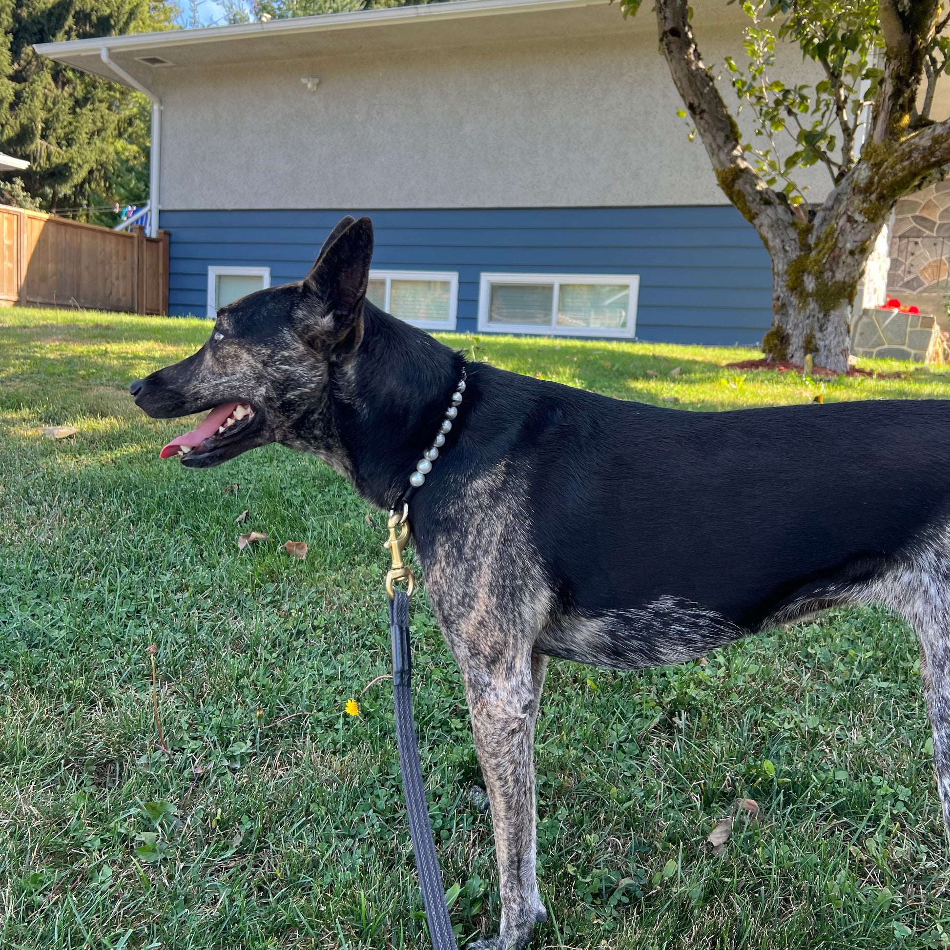 Dog on a leash standing in a grassy yard with a house in the background