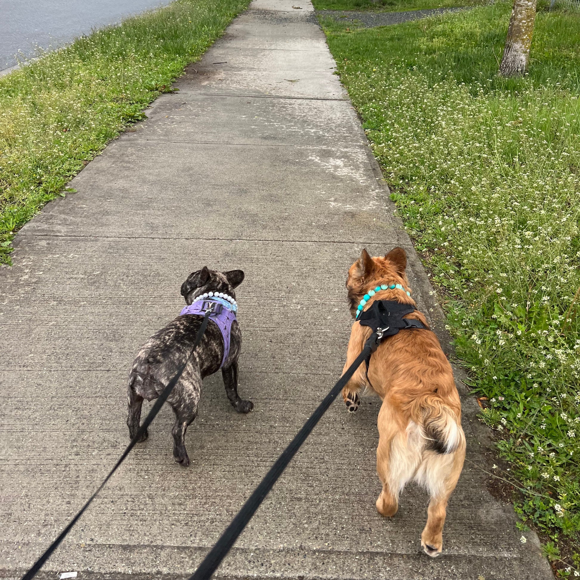 Two dogs on a leash walking away on a sidewalk with grass on either side.