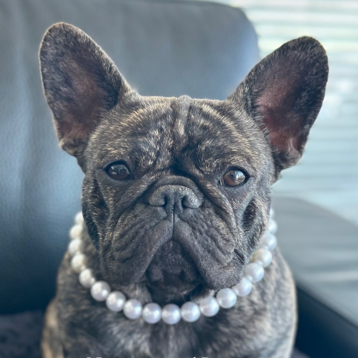 POPNCO acrylic bead, Acrylic Beads, Bead dog collar, beaded collar, Beaded dog collar, Breathable dog collar, cat collar, Comfortable Dog Collar, dog collar, Durable dog collar, Easy to clean dog collar, fashion collar, handmade, pearl collar, pearl necklace, Pet accessories, pet collar, pittie pearls, popnco, Popnco dog collar, slip on collar, Slip on dog collar, Stylish dog collar