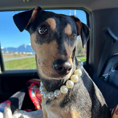Dog wearing a pearl necklace sitting in a car with a scenic background