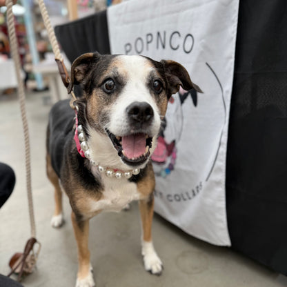Dog with a pearl collar standing in front of a Popnco sign. POPNCO beaded collar, Beaded dog collar, Breathable dog collar, cat collar, Comfortable Dog Collar, dog collar, Durable dog collar, Easy to clean dog collar, fashion collar, pearl collar, pearl necklace, Pet accessories, pet collar, petcollar, pittie pearls, popnco, Popnco dog collar, slip on collar, Slip on dog collar, Stylish dog collar