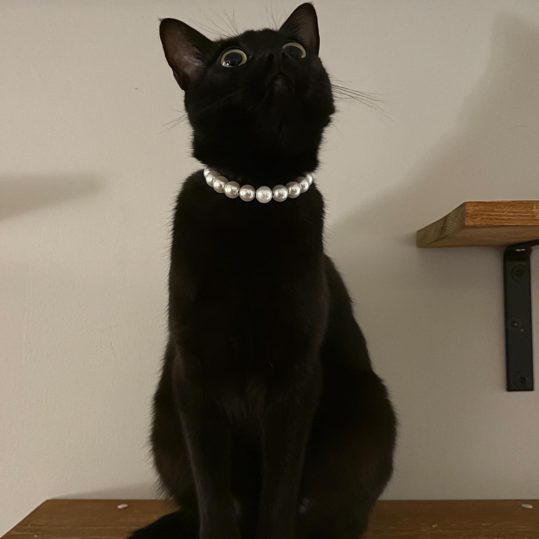 POPNCO Pearl 14mm Beaded pet Collar. Acrylic and Resin beads on Aircraft Grade Stainless Steel Wire. Black cat wearing a pearl necklace sitting on a wooden shelf against a white wall.