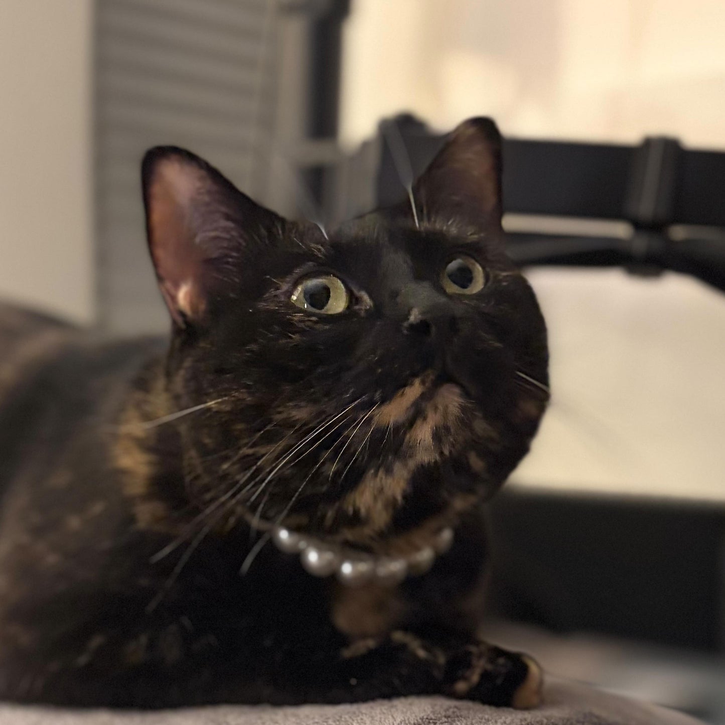 Cat sitting on a gray surface with a blurred background
