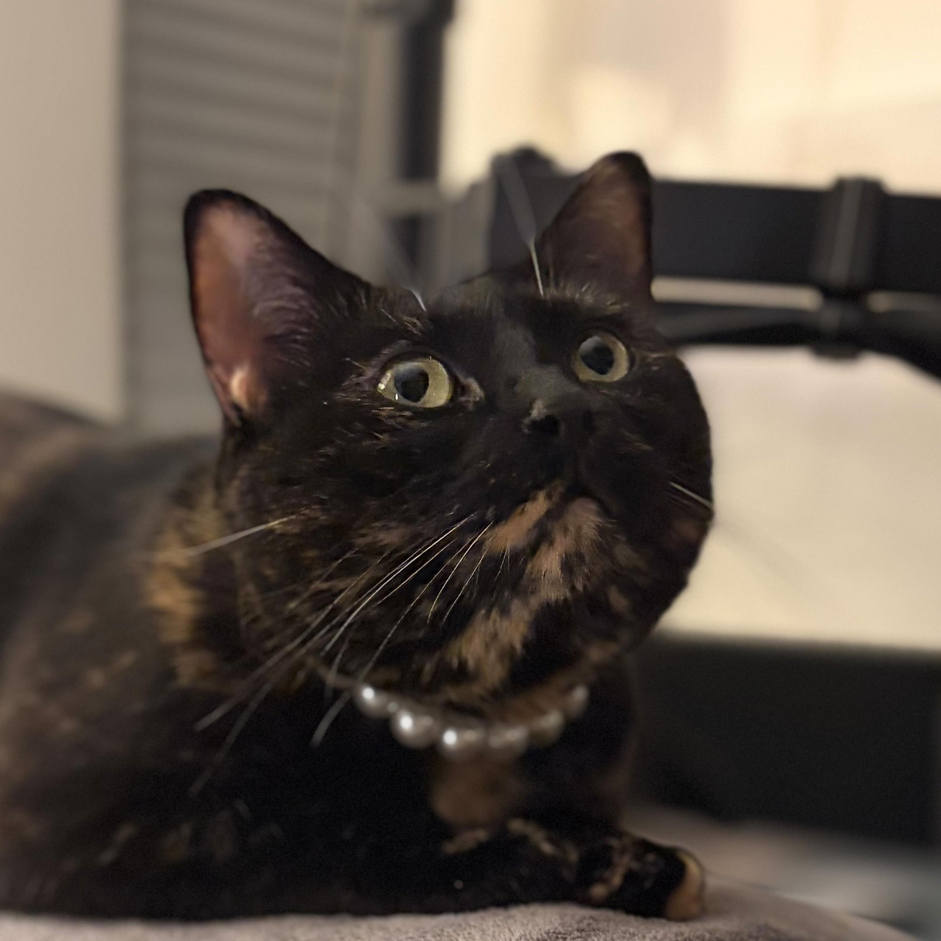 POPNCO Pearl 14mm Beaded pet Collar. Acrylic and Resin beads on Aircraft Grade Stainless Steel Wire. Cat sitting on a gray surface with a blurred background