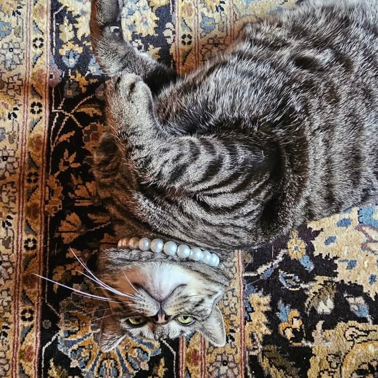 Cat lying on a patterned rug with a reflection visible POPNCO acrylic bead, Acrylic Beads, Bead dog collar, beaded collar, Beaded dog collar, Breathable dog collar, cat collar, Comfortable Dog Collar, dog collar, Durable dog collar, Easy to clean dog collar, fashion collar, handmade, pearl collar, pearl necklace, Pet accessories, pet collar, pittie pearls, popnco, Popnco dog collar, slip on collar, Slip on dog collar, Stylish dog collar