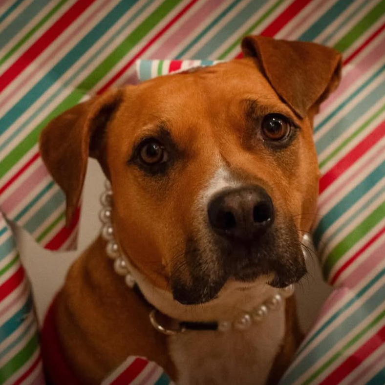 Dog wearing a pearl necklace in front of a striped background POPNCO beaded collar, Beaded dog collar, Breathable dog collar, cat collar, Comfortable Dog Collar, dog collar, Durable dog collar, Easy to clean dog collar, fashion collar, pearl collar, pearl necklace, Pet accessories, pet collar, petcollar, pittie pearls, popnco, Popnco dog collar, slip on collar, Slip on dog collar, Stylish dog collar