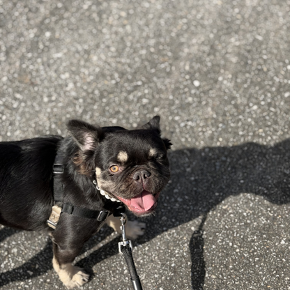 Small black dog on a leash standing on a concrete surface