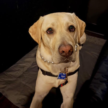 Dog wearing a collar with a tag, sitting on a dark surface.