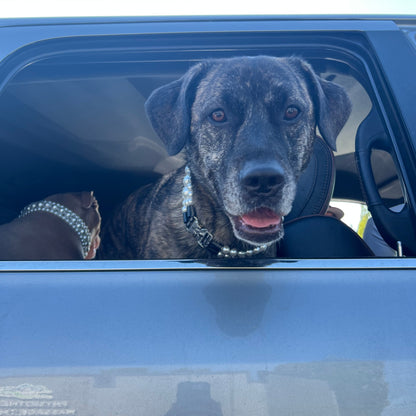 Dog peeking out of a car window with a blue interior