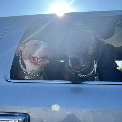 Two dogs with beaded collars looking out of a car window on a sunny day.