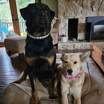 Two dogs, one black and one beige, sitting on a couch in a living room with a stone fireplace. POPNCO beaded collar, Beaded dog collar, Breathable dog collar, cat collar, Comfortable Dog Collar, dog collar, Durable dog collar, Easy to clean dog collar, fashion collar, handmade, Pet accessories, pet collar, Popnco dog collar, slip on collar, Slip on dog collar