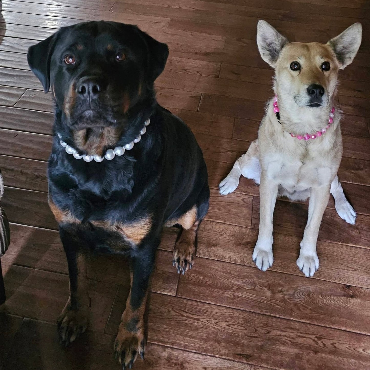 Two dogs, one black and one brown, sitting on a wooden floor wearing pearl collars.  Black dog is wearing the Pearl beaded pet collar and the brown dog is wearing the Pink AB Shiney 16mm beaded dog collar named marley from the Candy Shop Collection from POPNCO