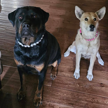 Two dogs, one black and one brown, sitting on a wooden floor wearing pearl collars.  Black dog is wearing the Pearl beaded pet collar and the brown dog is wearing the Pink AB Shiney 16mm beaded dog collar named marley from the Candy Shop Collection from POPNCO