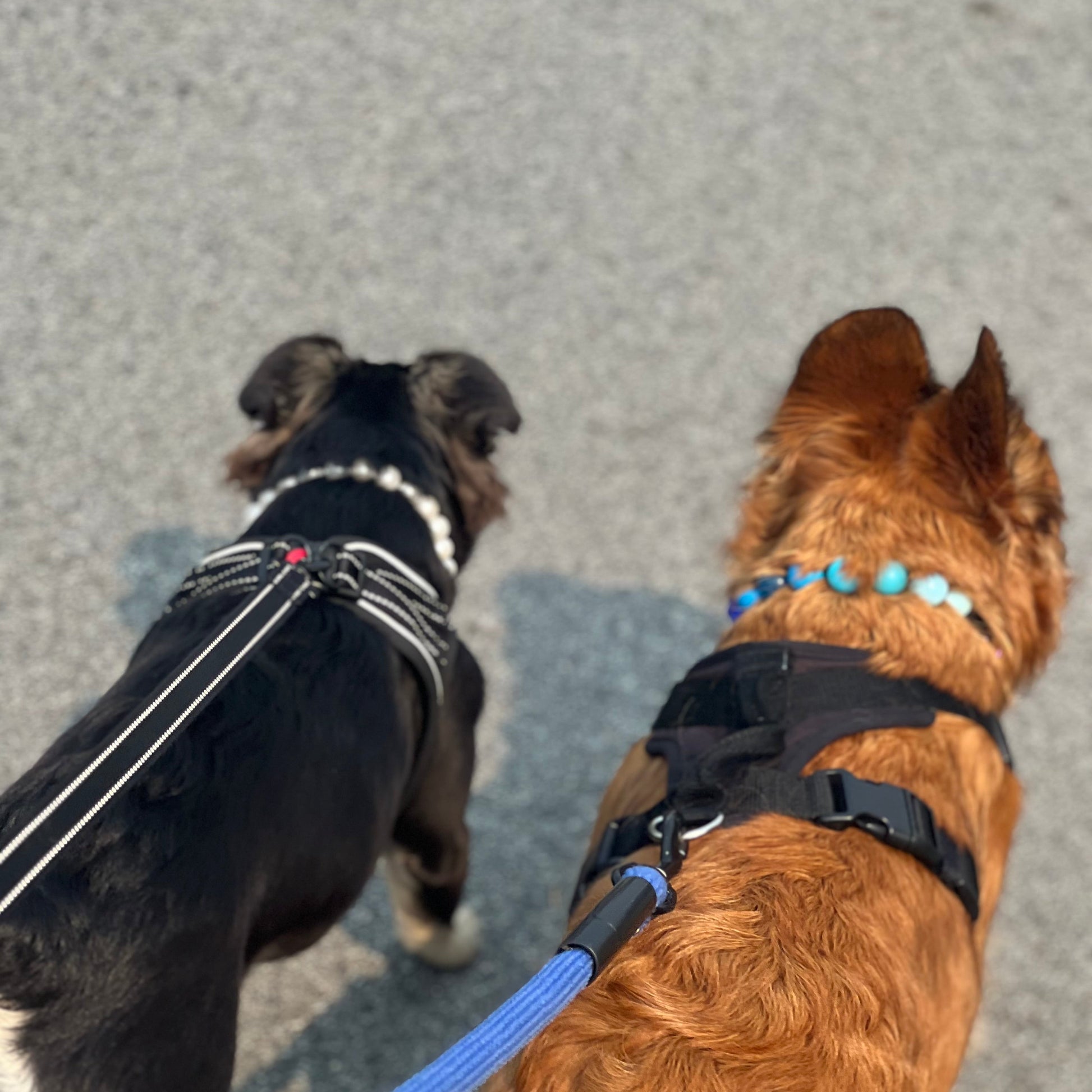 Two dogs on leashes facing each other on a road.