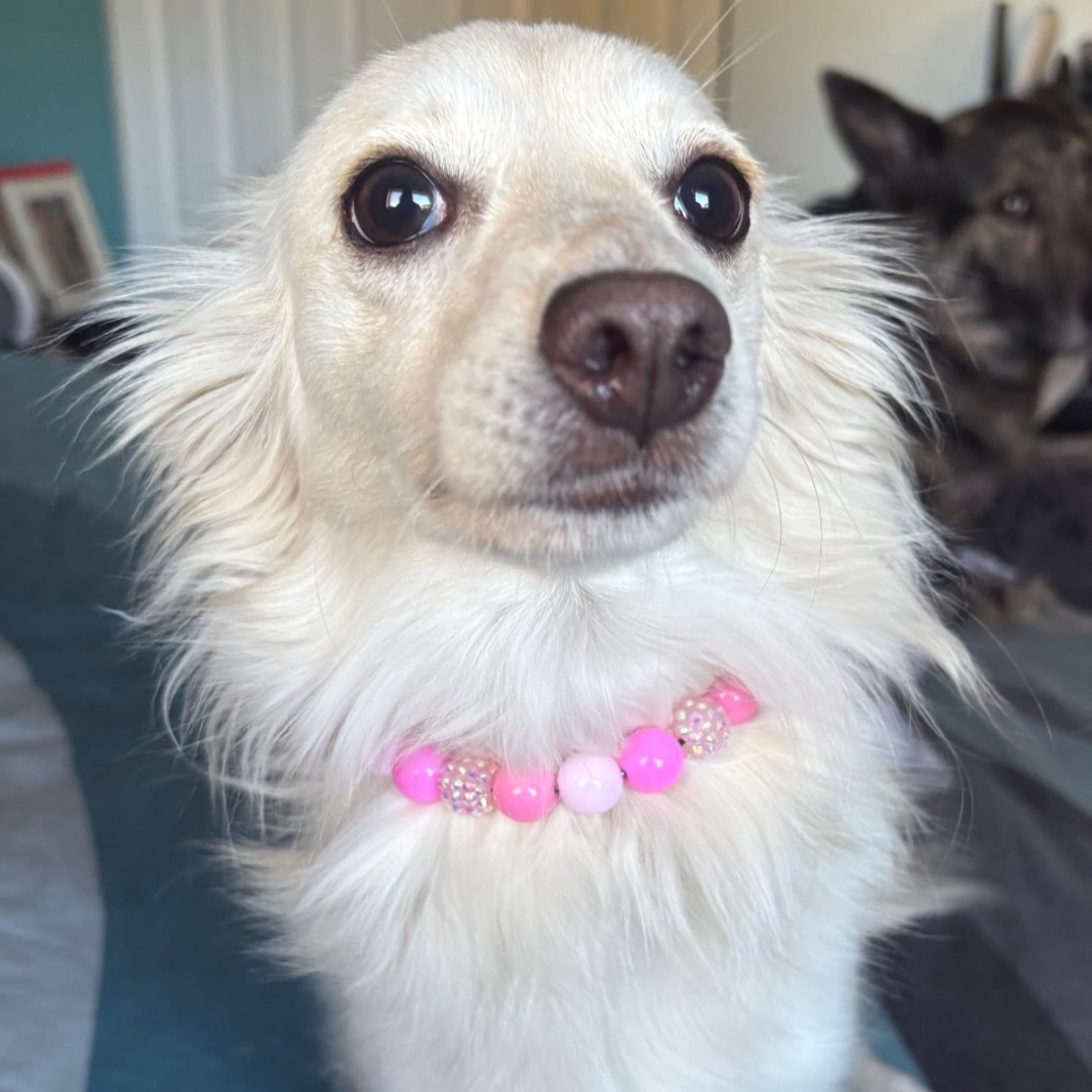Small white dog with a pink and white bead collar looking directly at the camera.