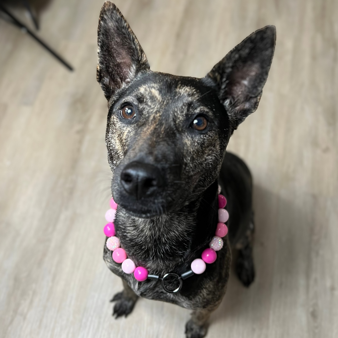 The Penelope - Slip on Beaded dog Collar - Made with alternating light and dark pink acrylic beads - aircraft stainless steel and a o ring - Durable - handmade - customizable - mountain dog  POPNCO beaded collar, Beaded dog collar, Breathable dog collar, cat collar, Comfortable Dog Collar, dog collar, Durable dog collar, Easy to clean dog collar, fashion collar, Pet accessories, pet collar, popnco, Popnco dog collar, slip on collar, Slip on dog collar, Stylish dog collar