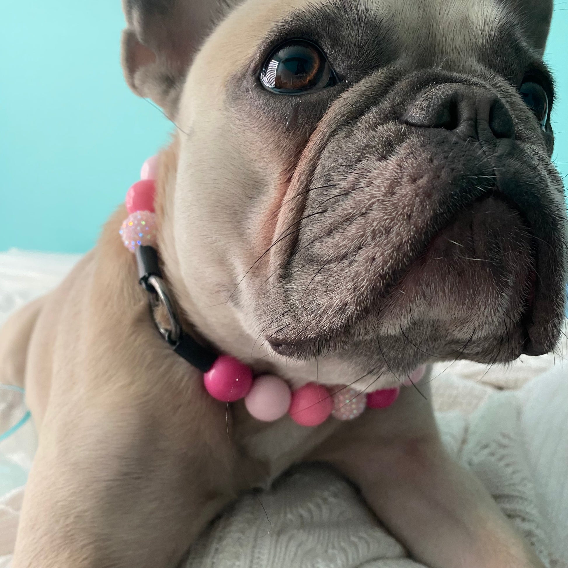 The Penelope - Slip on Beaded dog Collar - Made with alternating light and dark pink acrylic beads - aircraft stainless steel and a o ring - Durable - handmade - customizable - comfortable - irritation free - Frenchie  POPNCO beaded collar, Beaded dog collar, Breathable dog collar, cat collar, Comfortable Dog Collar, dog collar, Durable dog collar, Easy to clean dog collar, fashion collar, Pet accessories, pet collar, popnco, Popnco dog collar, slip on collar, Slip on dog collar, Stylish dog collar