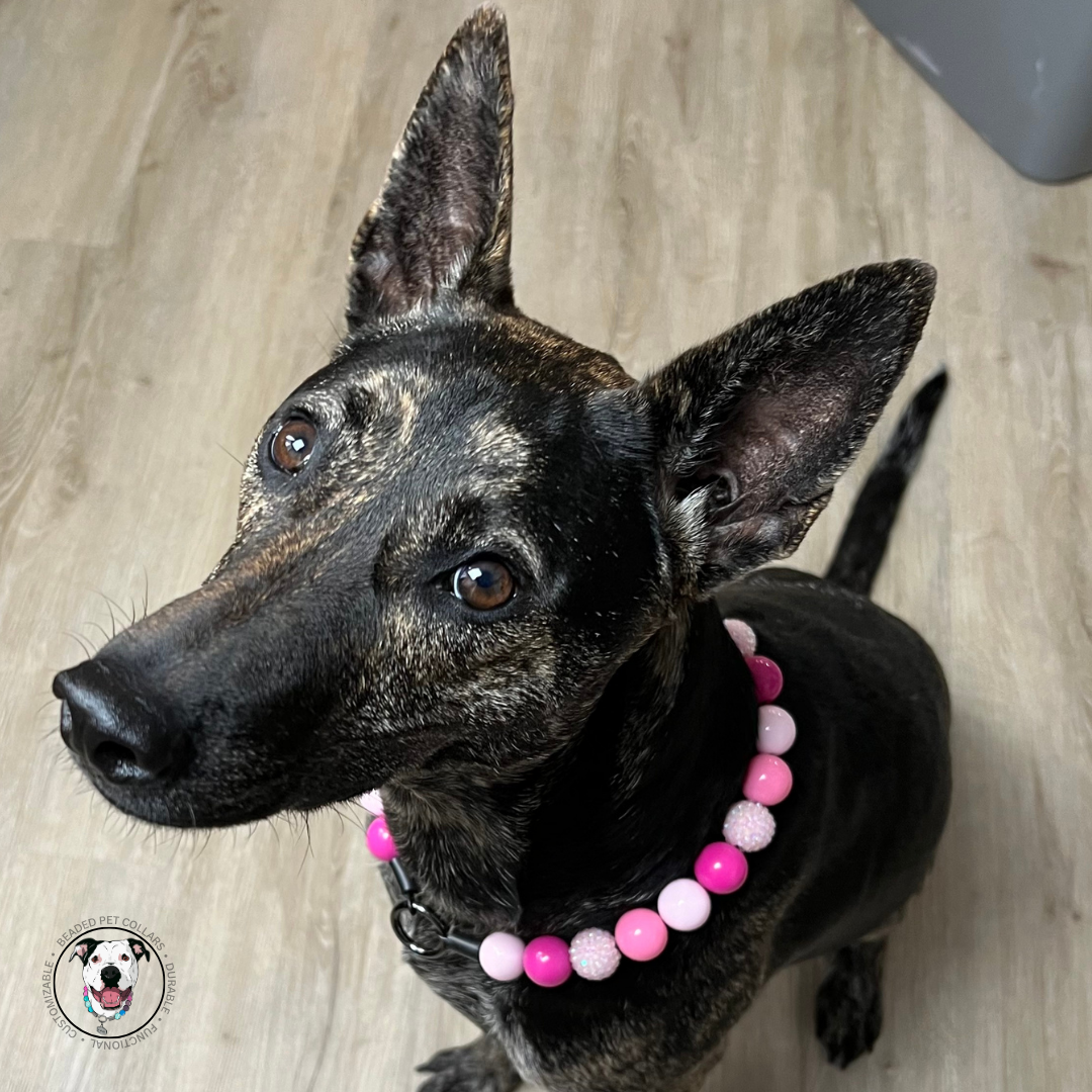 The Penelope - Slip on Beaded dog Collar - Made with alternating light and dark pink acrylic beads - aircraft stainless steel and a o ring - Durable - handmade - customizable - mountain dog  POPNCO beaded collar, Beaded dog collar, Breathable dog collar, cat collar, Comfortable Dog Collar, dog collar, Durable dog collar, Easy to clean dog collar, fashion collar, Pet accessories, pet collar, popnco, Popnco dog collar, slip on collar, Slip on dog collar, Stylish dog collar