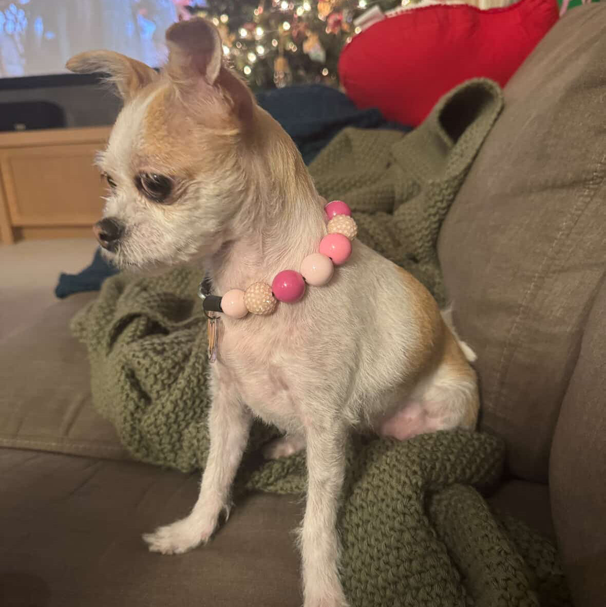Small dog with a colorful collar sitting on a couch in front of a decorated Christmas tree. POPNCO beaded collar, Beaded dog collar, Breathable dog collar, cat collar, Comfortable Dog Collar, dog collar, Durable dog collar, Easy to clean dog collar, fashion collar, Pet accessories, pet collar, popnco, Popnco dog collar, slip on collar, Slip on dog collar, Stylish dog collar
