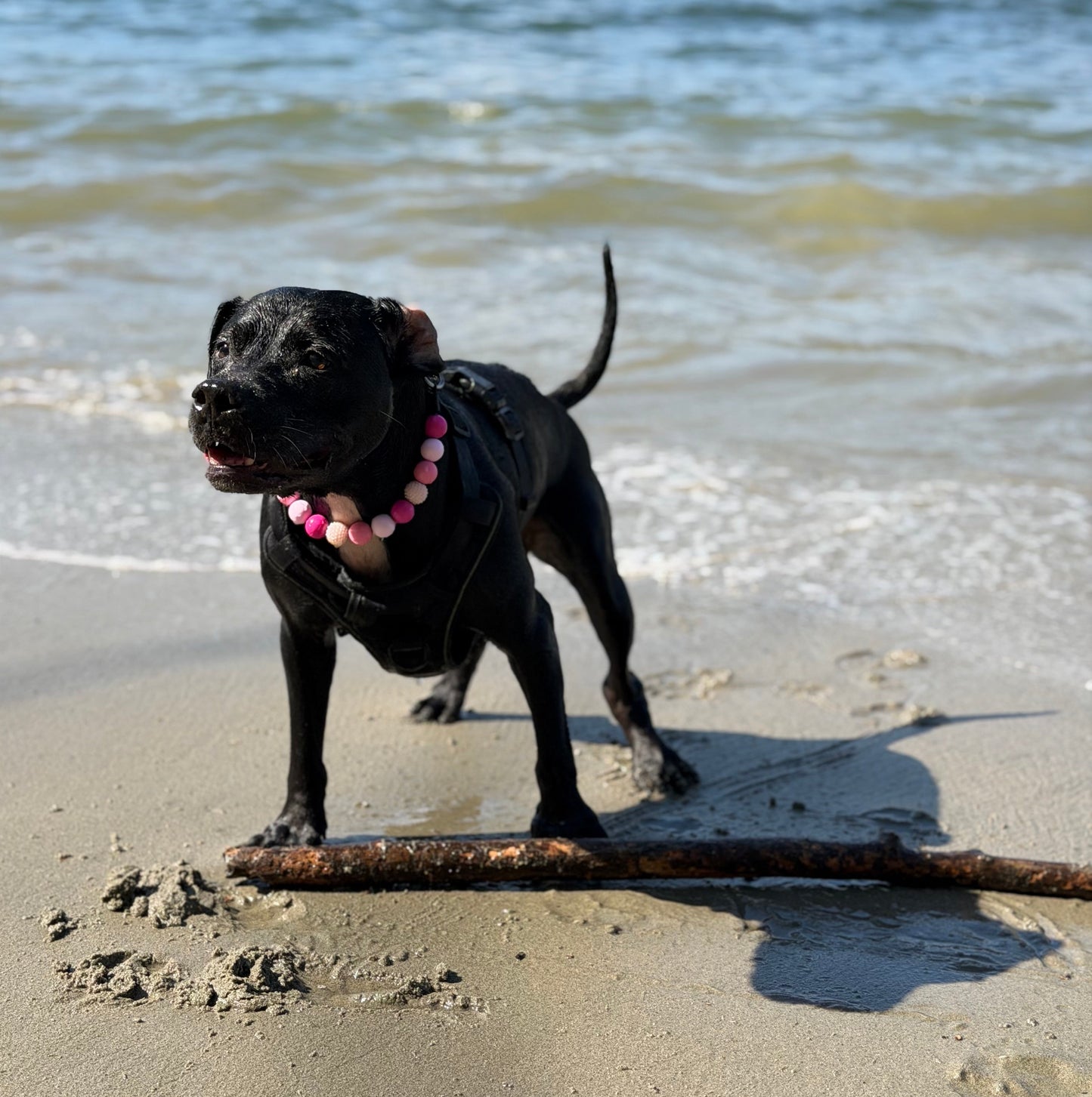 Dog on a beach with mountains in the background