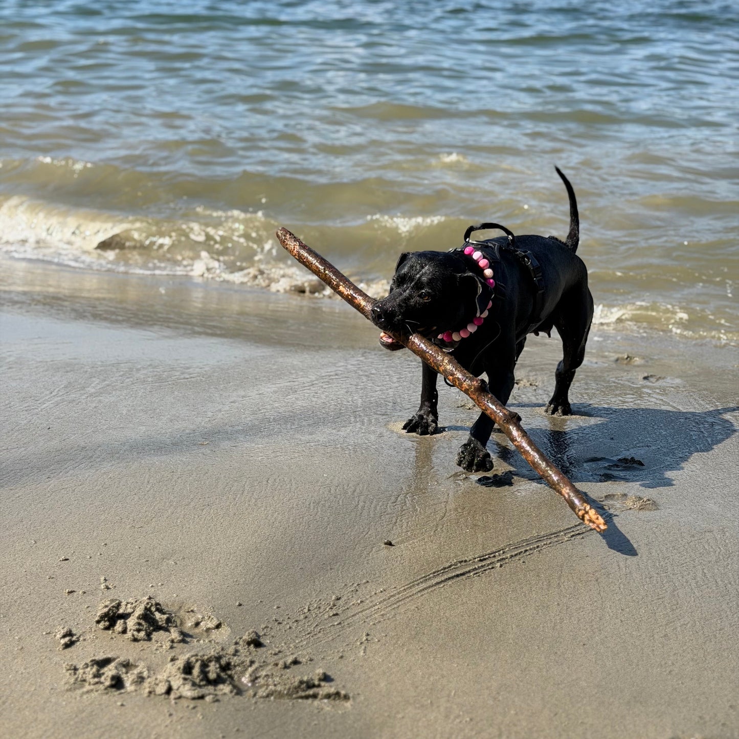 Dog on a beach holding a stick with water in the background