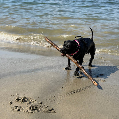 Dog on a beach holding a stick with water in the background