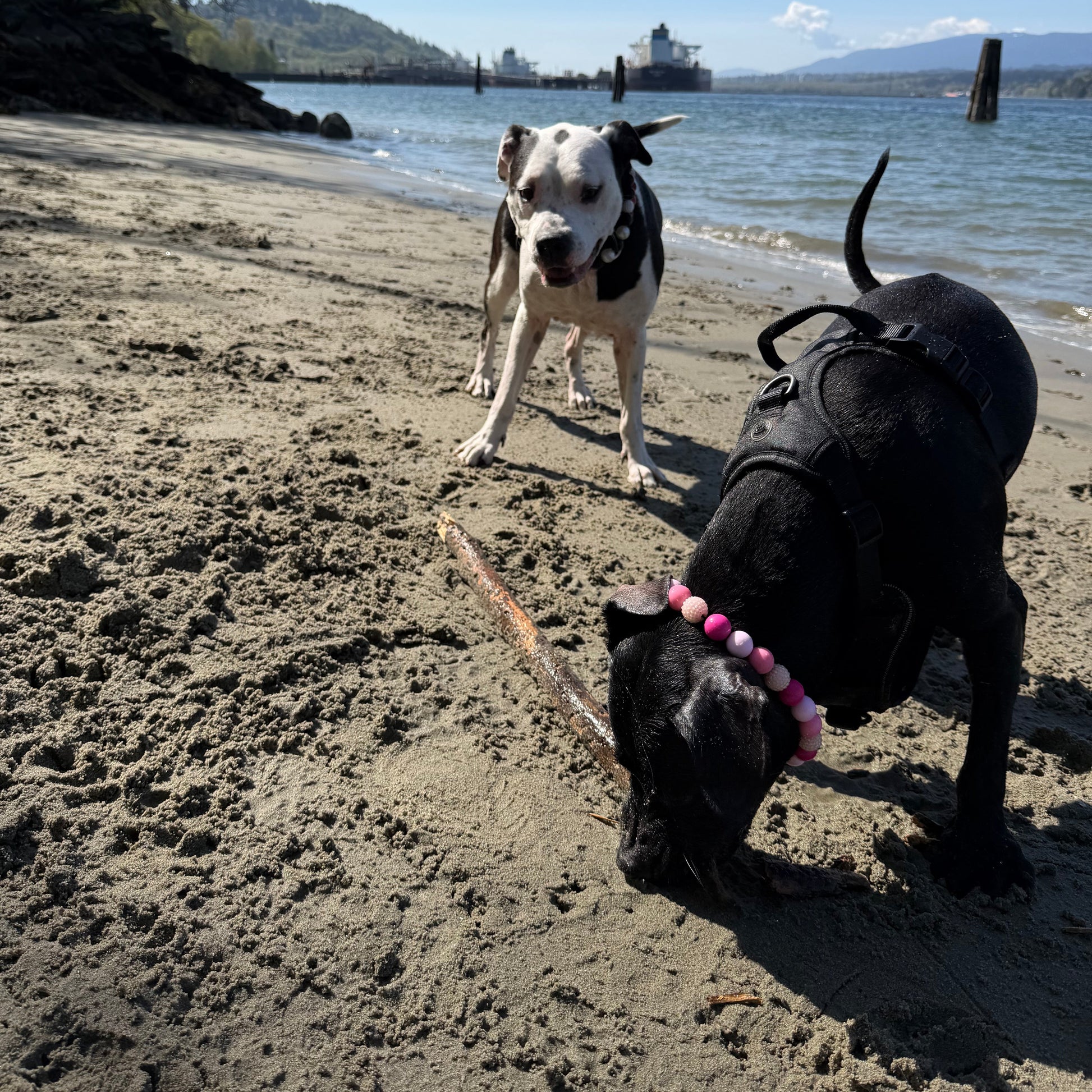 Two dogs playing on a sandy beach with water and mountains in the background