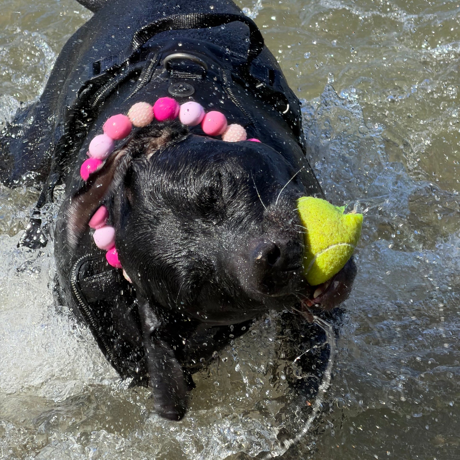 Dog playing with a tennis ball underwater