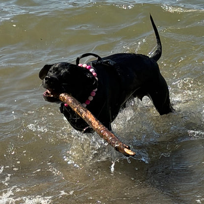 Dog playing with a stick in shallow water