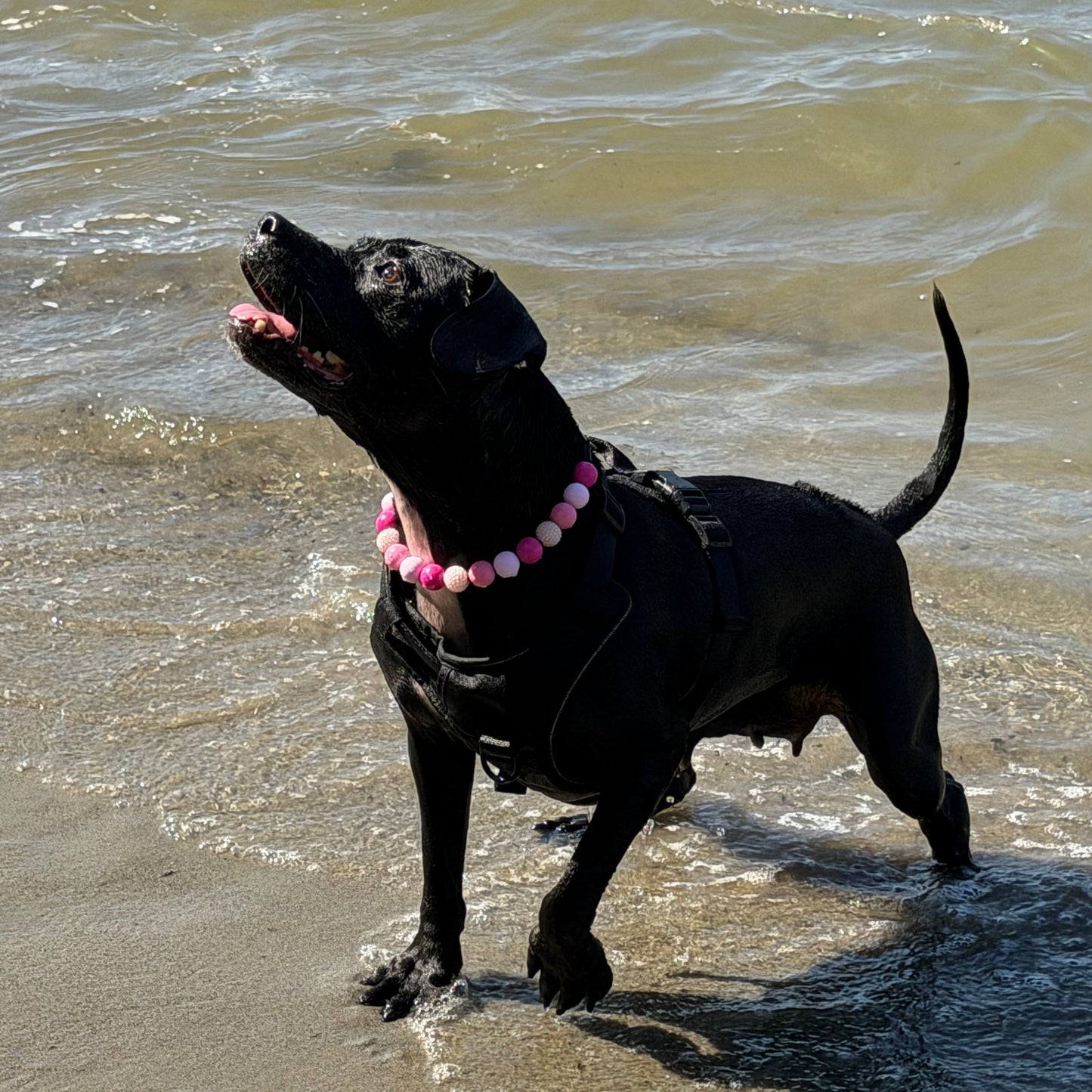 Black dog running on a sandy beach with water lapping at its feet