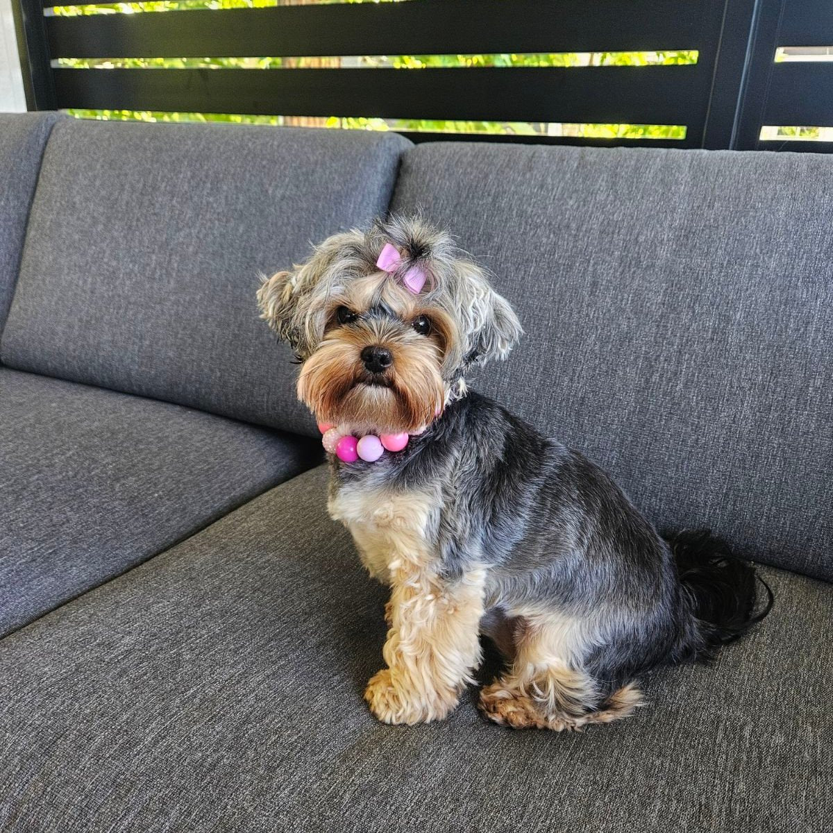 POPNCO beaded collar, Beaded dog collar, Breathable dog collar, cat collar, Comfortable Dog Collar, dog collar, Durable dog collar, Easy to clean dog collar, fashion collar, Pet accessories, pet collar, popnco, Popnco dog collar, slip on collar, Slip on dog collar, Stylish dog collar