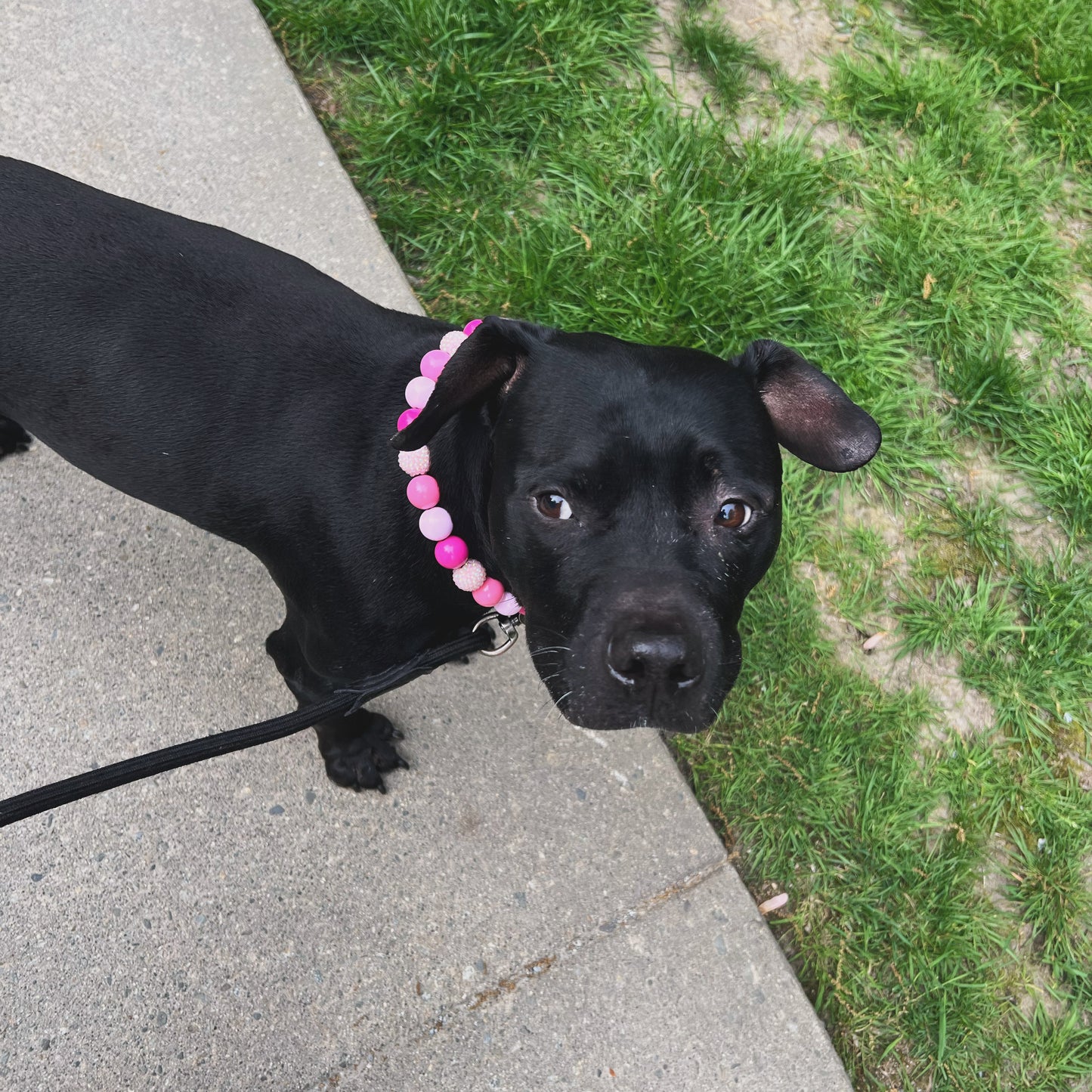1 Hour On Leash Dog Walk with Lisa