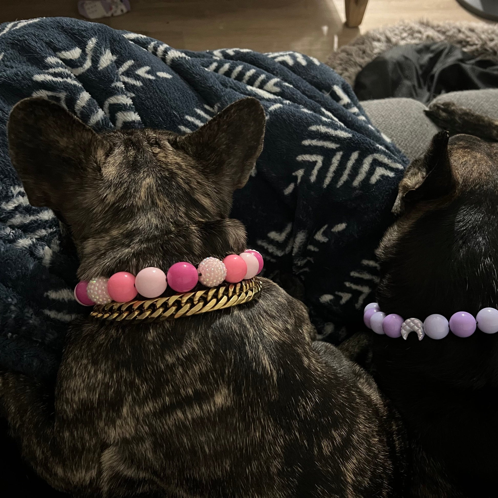 POPNCO beaded collar, Beaded dog collar, Breathable dog collar, cat collar, Comfortable Dog Collar, dog collar, Durable dog collar, Easy to clean dog collar, fashion collar, Pet accessories, pet collar, popnco, Popnco dog collar, slip on collar, Slip on dog collar, Stylish dog collar