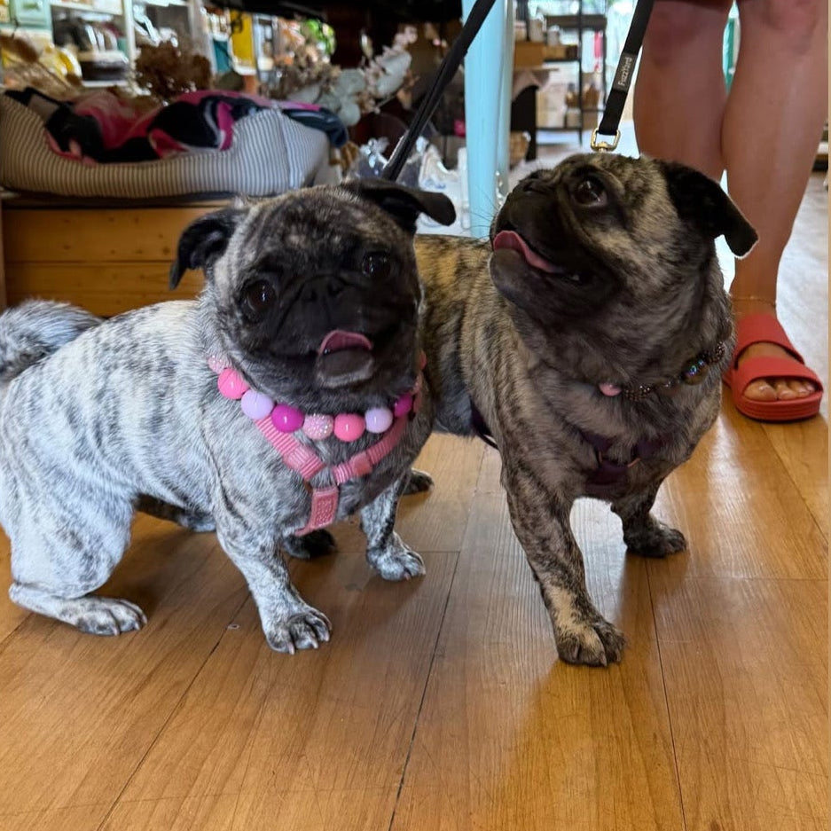 Two pugs wearing custom collars in a home setting with a person in the background.
