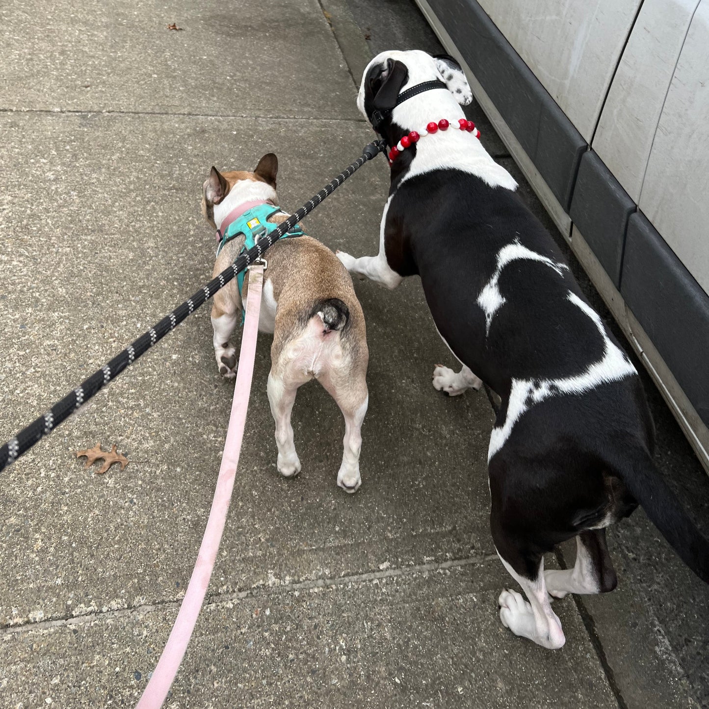 1 Hour On Leash Dog Walk with Lisa