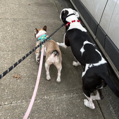 1 Hour On Leash Dog Walk with Lisa